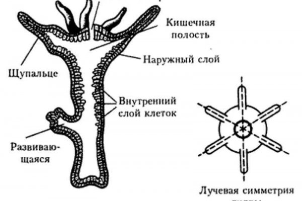 Актуальный домен кракена